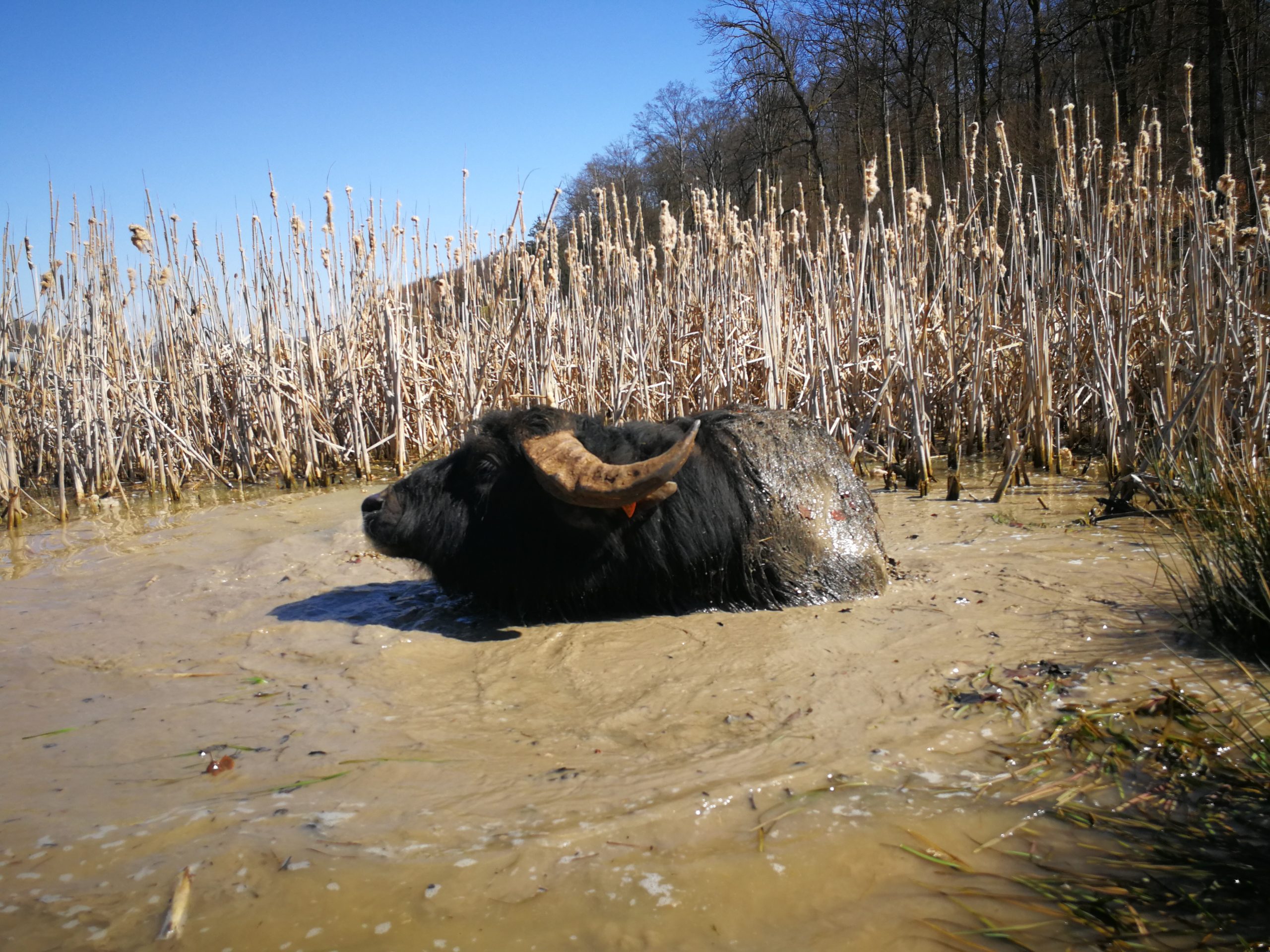 water buffalo safari Mensdorf